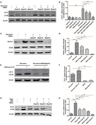 Heparin-binding Hemagglutinin of Mycobacterium tuberculosis Is an Inhibitor of Autophagy